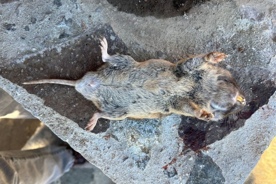 Southern California Pocket Gopher (Megascapheus nigricans)