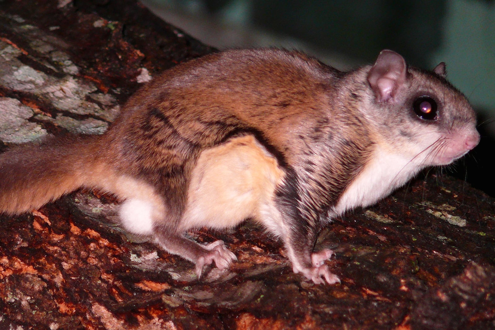 Southern Flying Squirrel-27527-1
