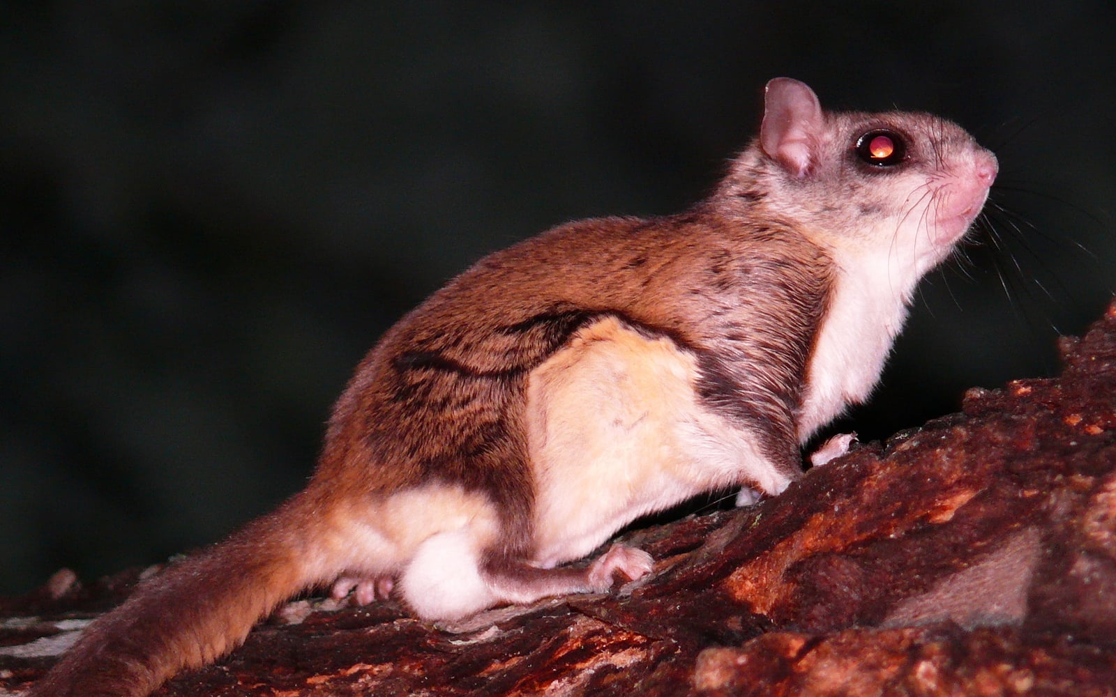 Southern flying squirrel gripping tree bark at night with gliding membrane visible along its side