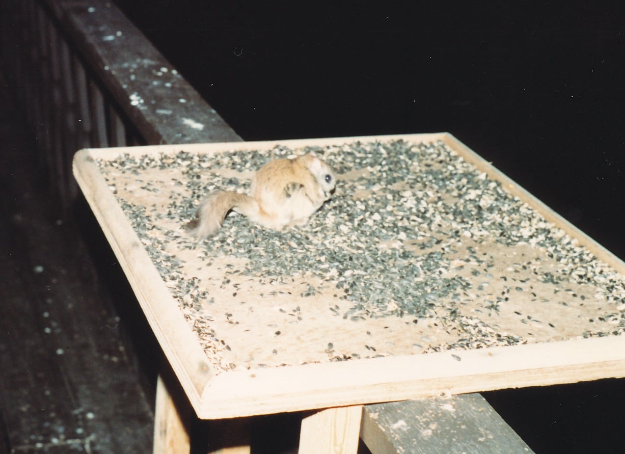 Southern flying squirrel eating scattered seed on a wooden bird-feeder tray at night