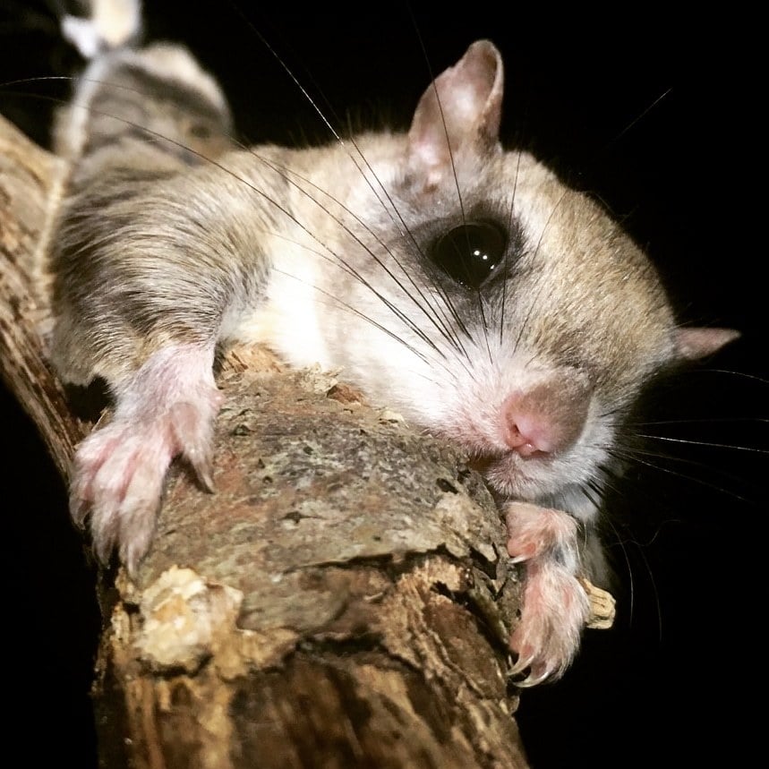 Live southern flying squirrel clinging to a broken branch at night