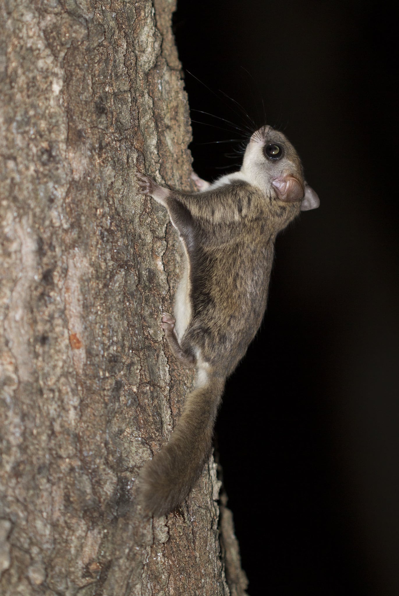 Live southern flying squirrel pressed flat against a tree trunk at night