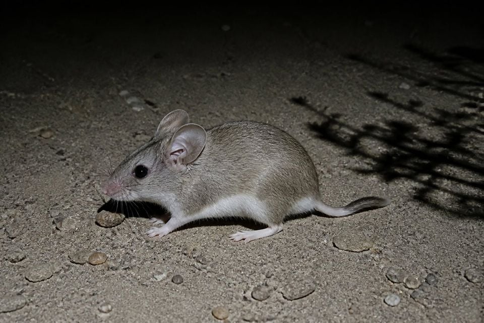AI-generated image: Southern grasshopper mouse alert on desert sand at night, pale fawn upperparts and white underparts. No public-domain photograph of this species exists. This image was generated with AI from verified reference material and reviewed by our editorial team for accuracy