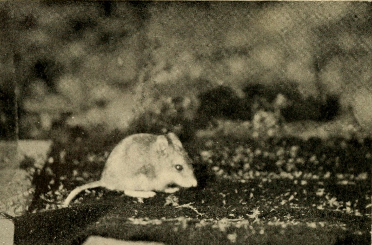 Southern grasshopper mouse at night, historical 1928 photograph