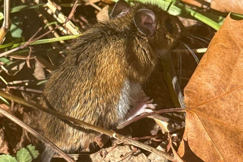 Southern meadow jumping mouse in grass and leaf litter