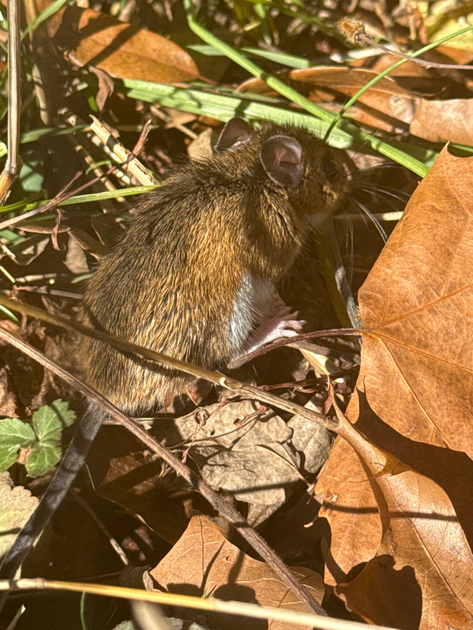 Southern meadow jumping mouse alert in leaf litter and grass, side-lit by sun