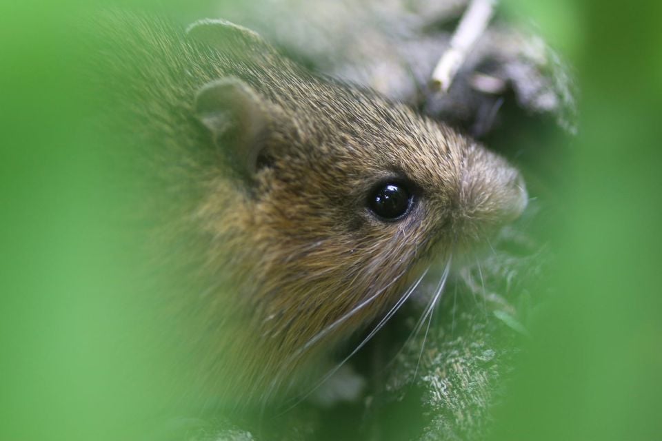 Southern Pacific Jumping Mouse (Zapus pacificus)