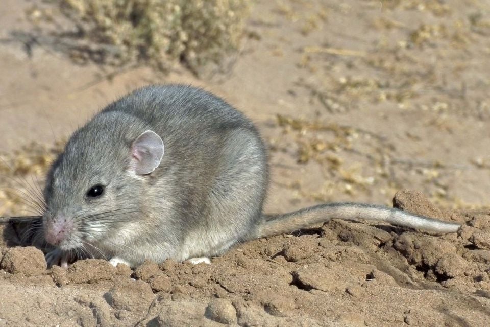 Southern Plains Wood rat