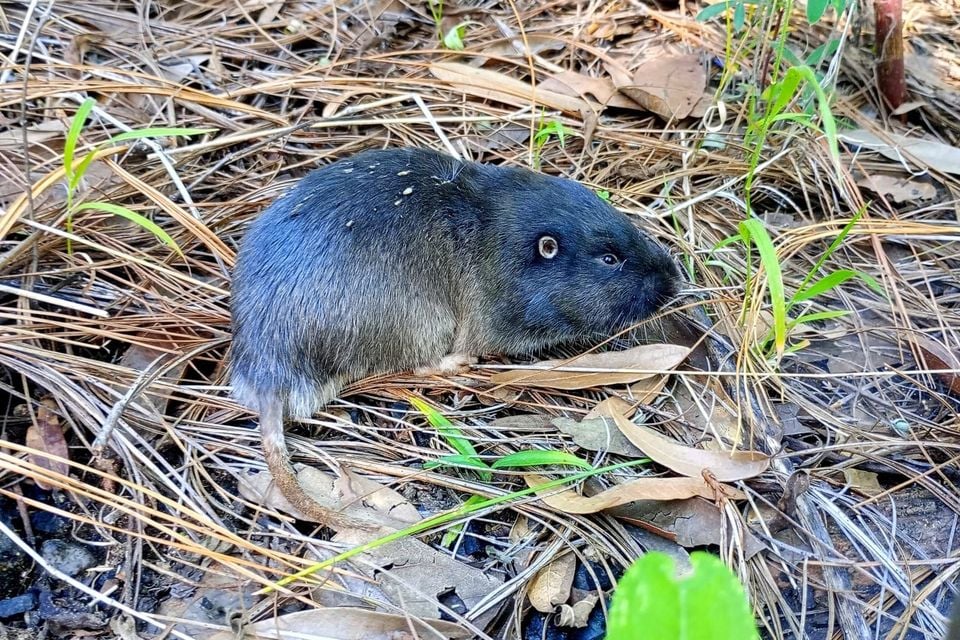 Southern pocket gopher in pine litter