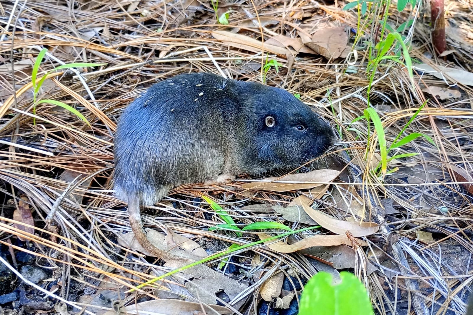 Southern pocket gopher in pine litter