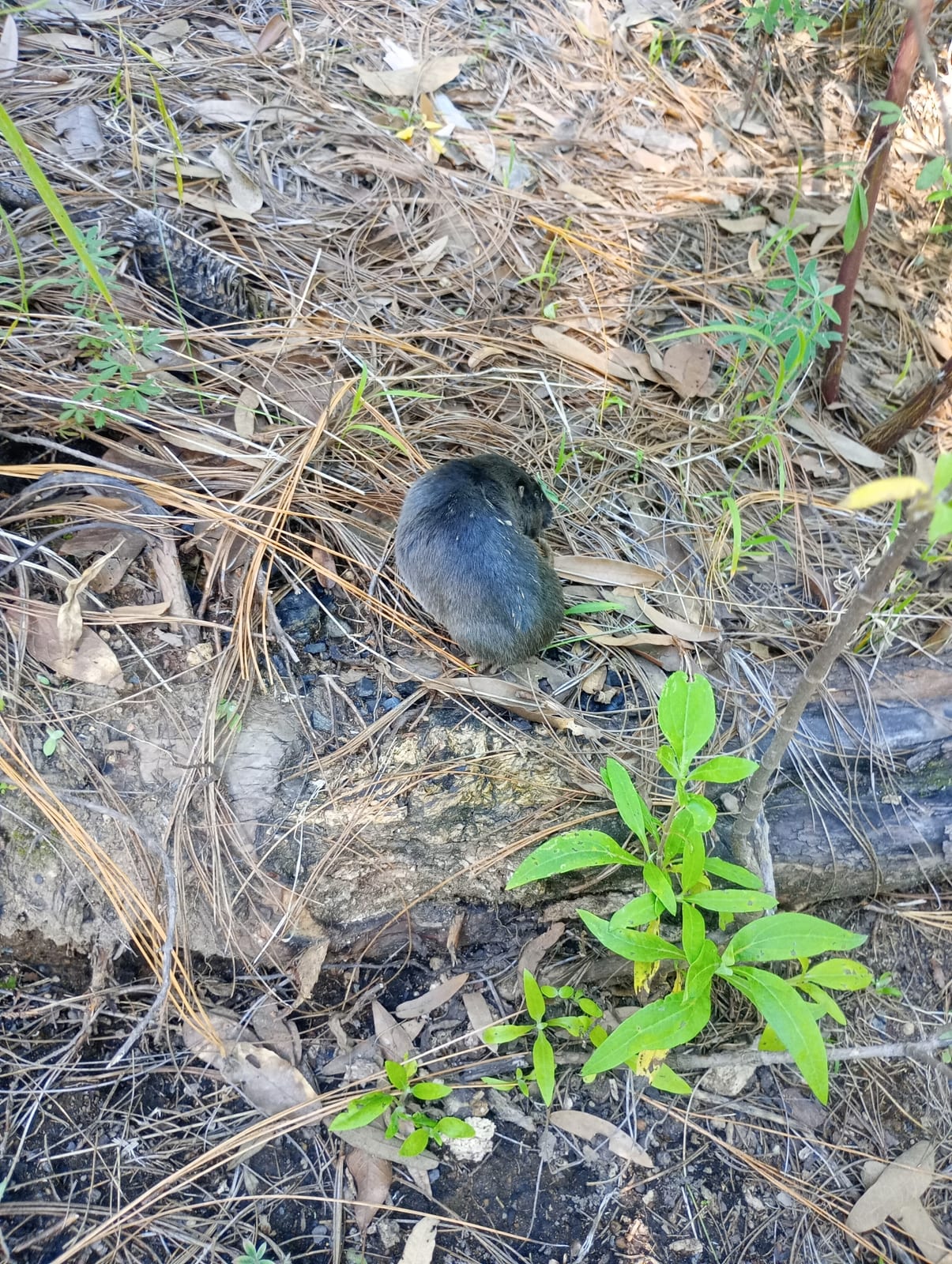 Southern pocket gopher crossing pine litter from above