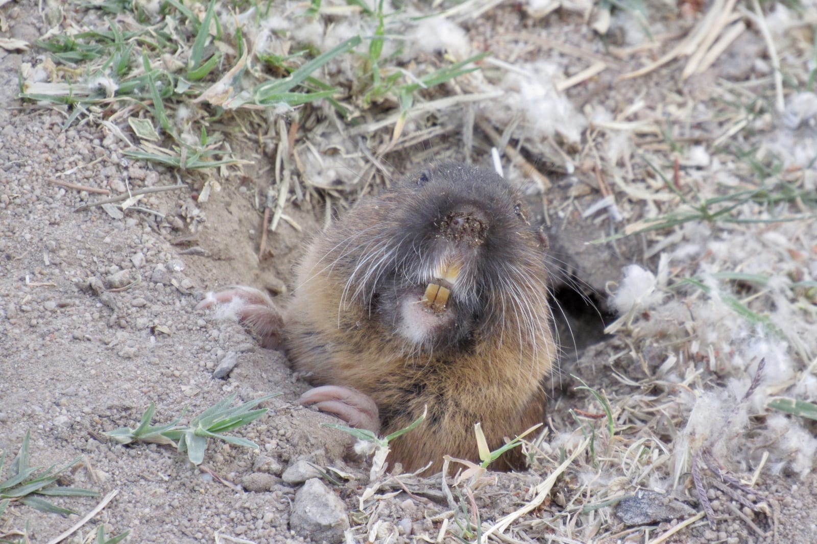 Southern pocket gopher at burrow entrance with orange incisors visible