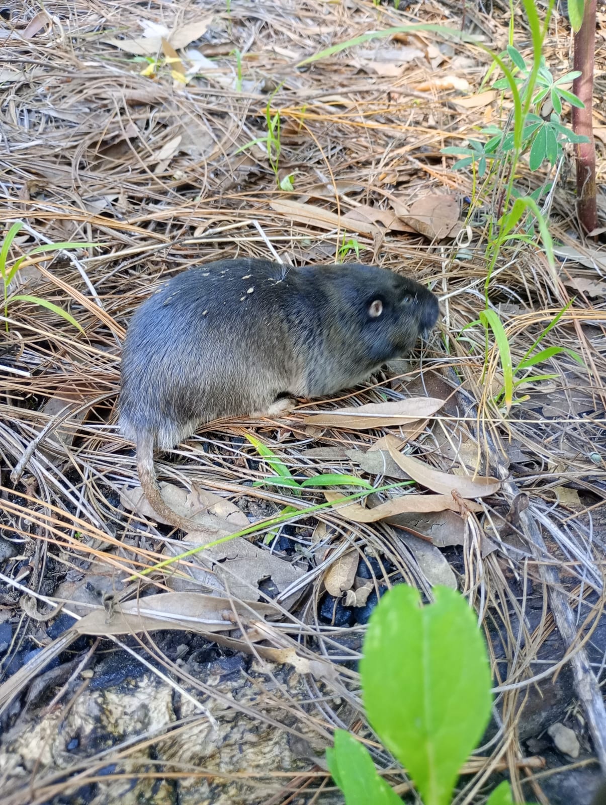 Southern pocket gopher side view on forest floor