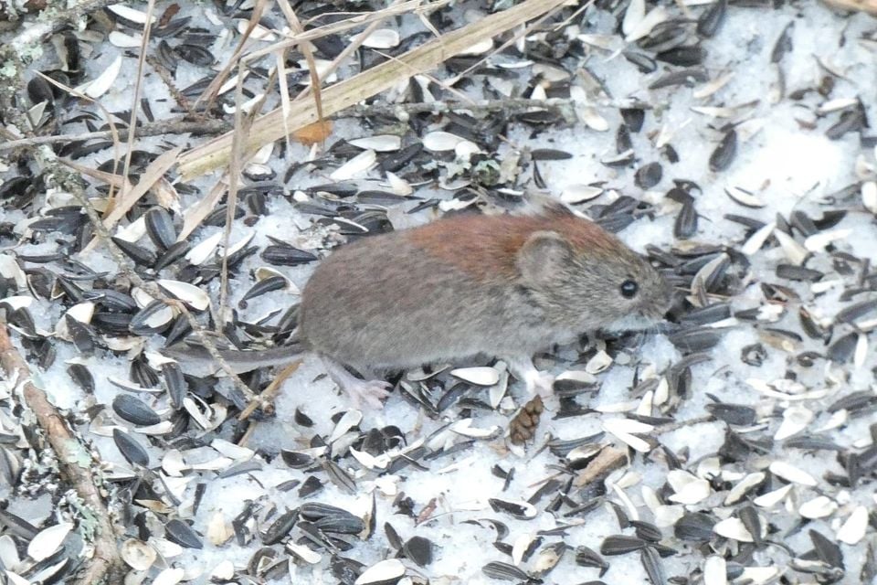 Southern red-backed vole feeding among sunflower seeds on snow