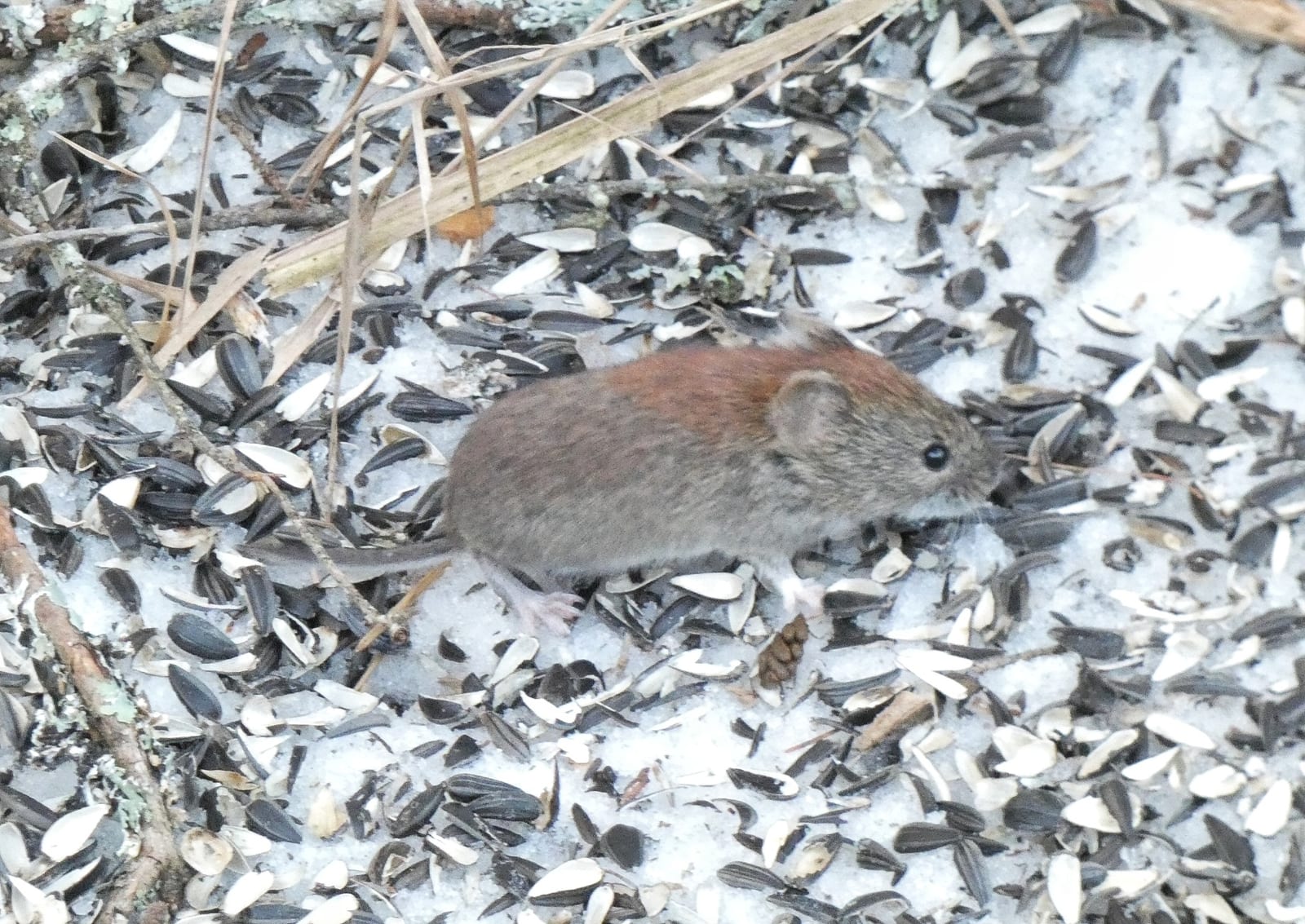 Southern red-backed vole feeding among sunflower seeds on snow