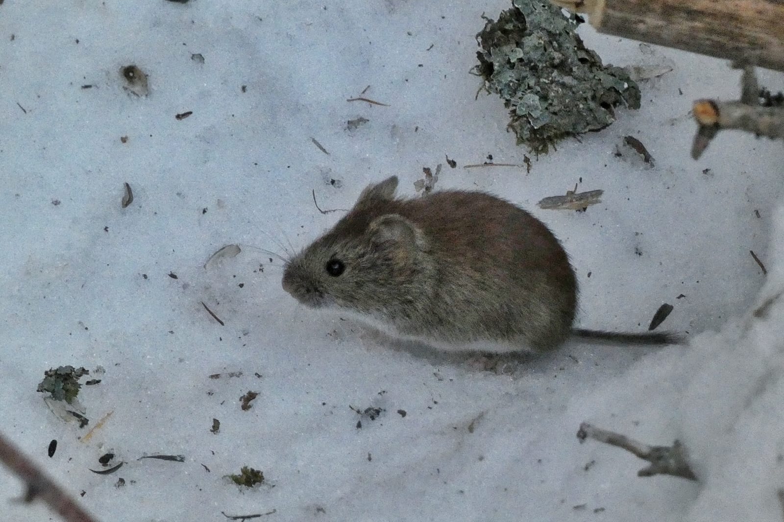Southern red-backed vole in side profile on snow beneath twigs