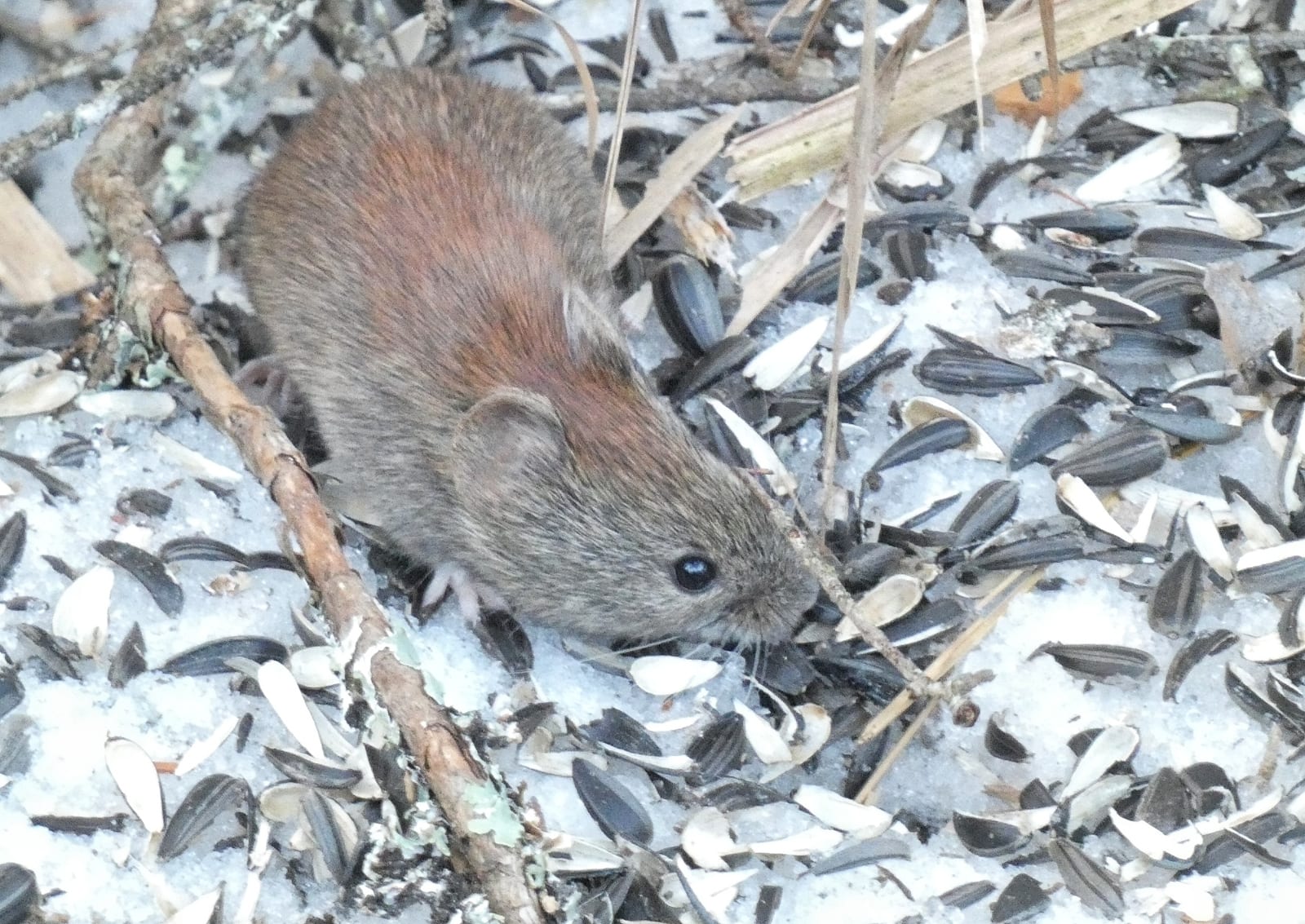 Southern red-backed vole in snowy forest litter with a short bicolored tail
