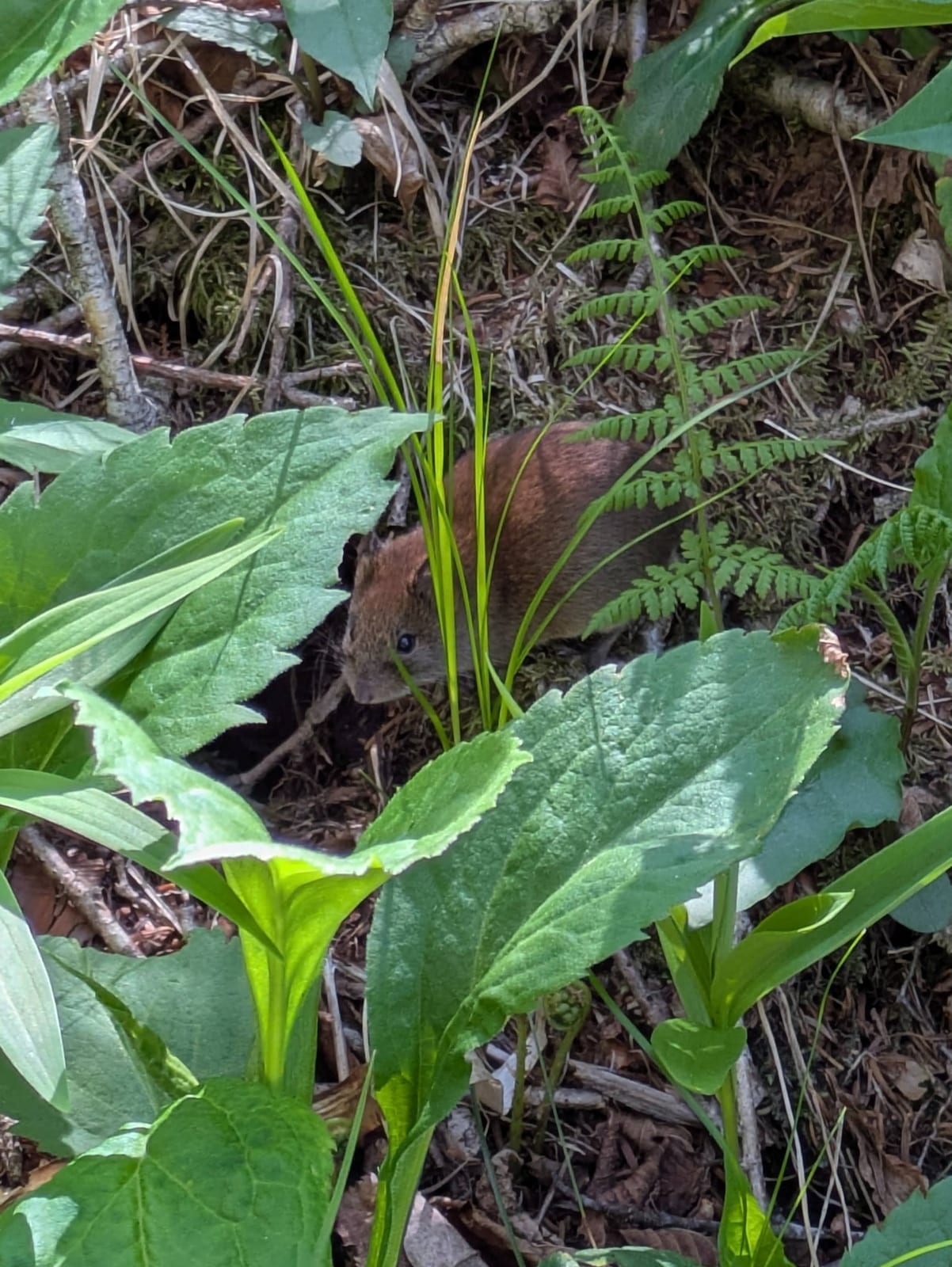 Southern red-backed vole partly hidden in green forest understory