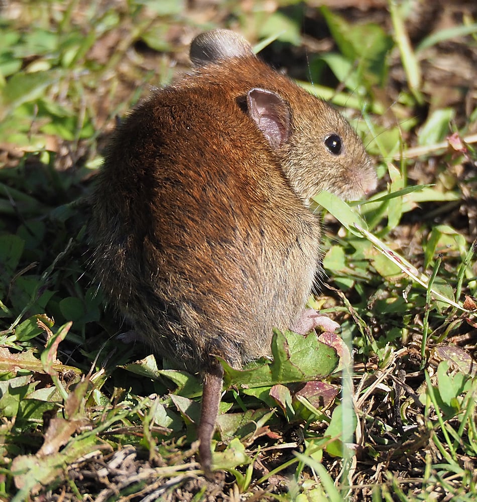 Live southern red-backed vole standing in green grass, reddish back visible