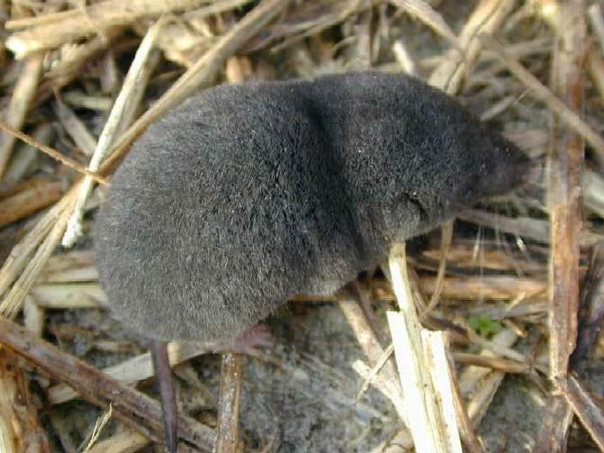 Live southern short-tailed shrew with dark slate-gray fur on dry grass and soil