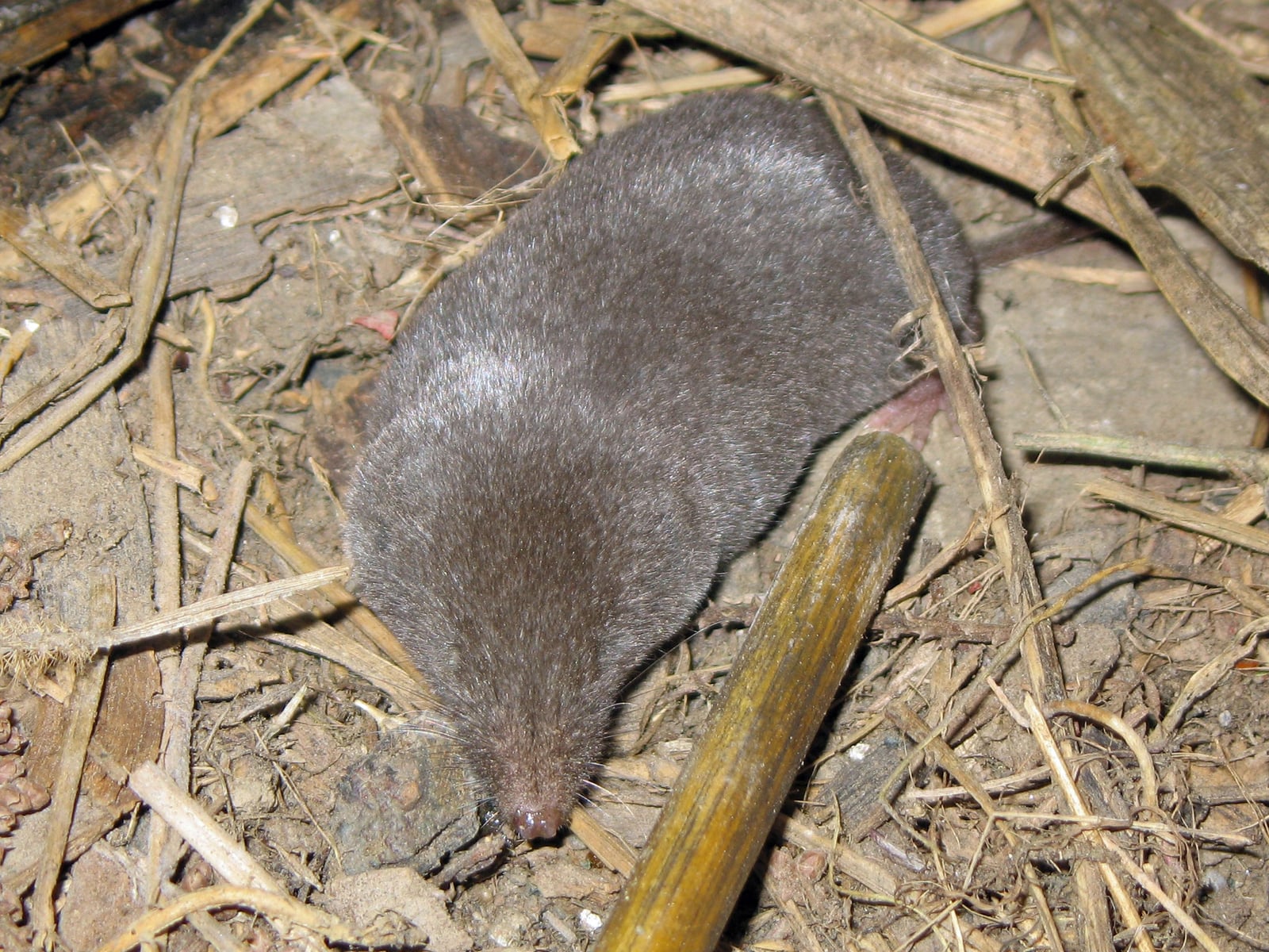 Live southern short-tailed shrew foraging on damp leaf litter