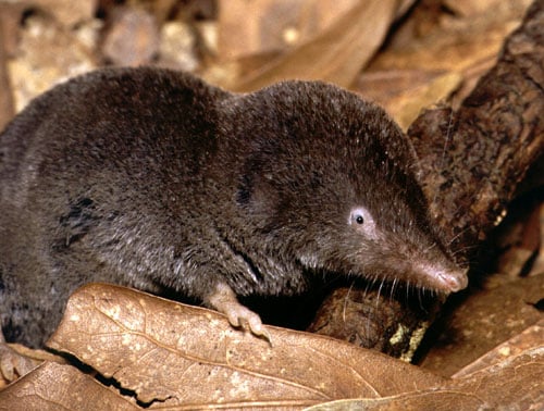 Live southern short-tailed shrew walking across a dried leaf, pink nose and tiny eye visible