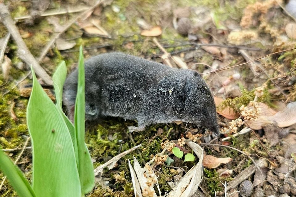 Southern short-tailed shrew walking through moss and leaf litter beside green plant shoots