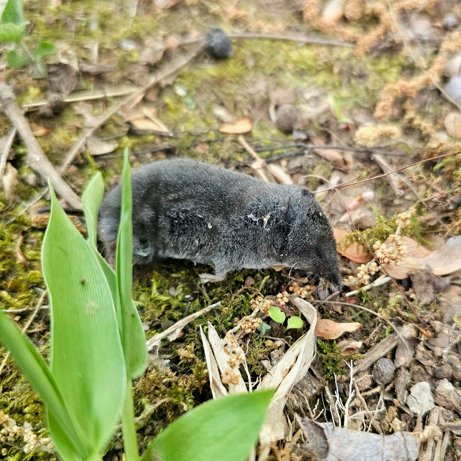 Southern short-tailed shrew walking through moss and leaf litter beside green plant shoots