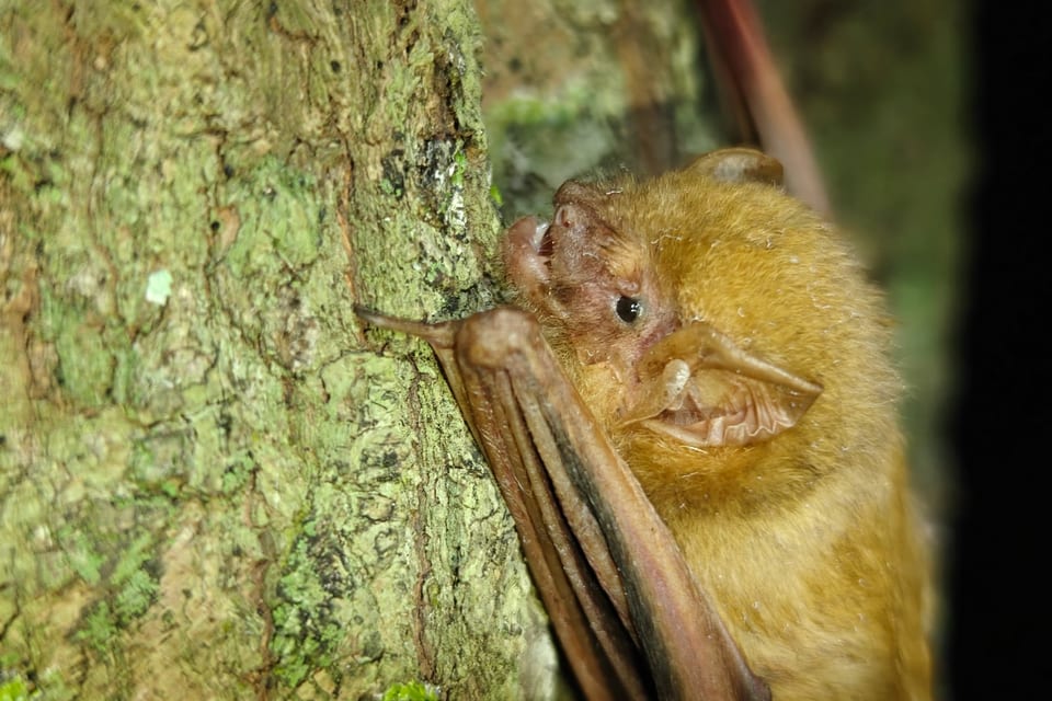 Southern Yellow Bat (Lasiurus ega)