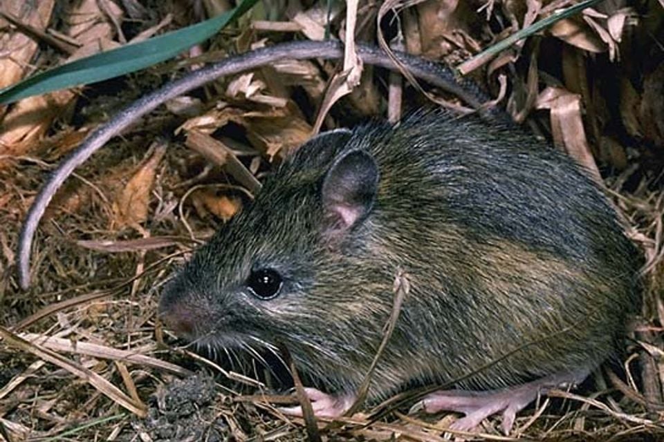 Live western jumping mouse crouched in leaf litter with its long tail curving behind