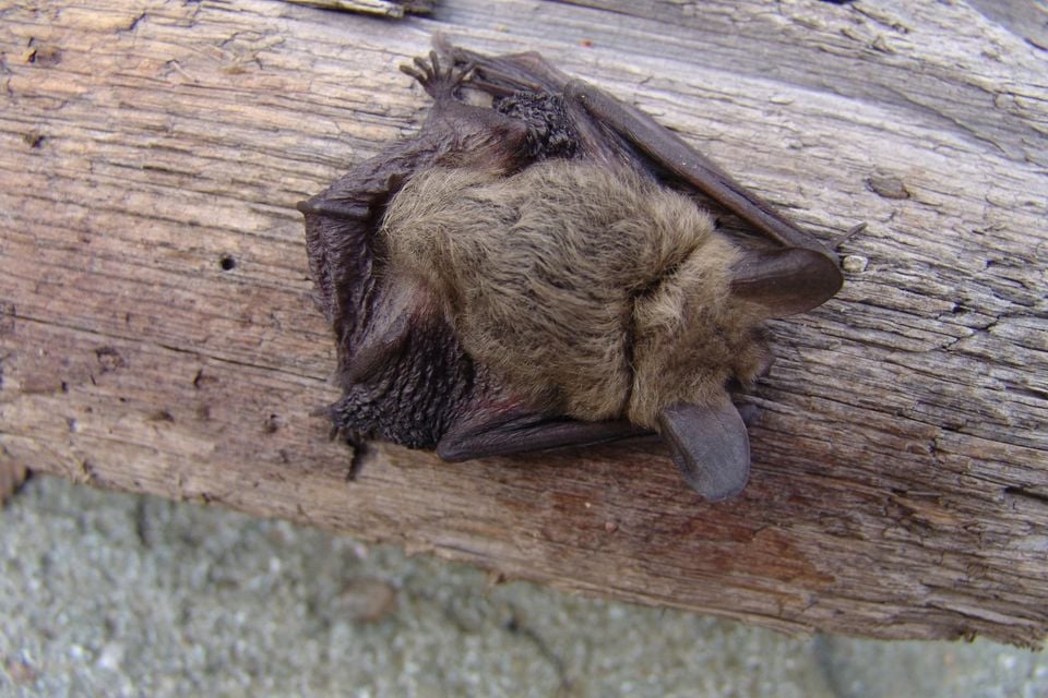Southwestern myotis roosting on a weathered wooden beam