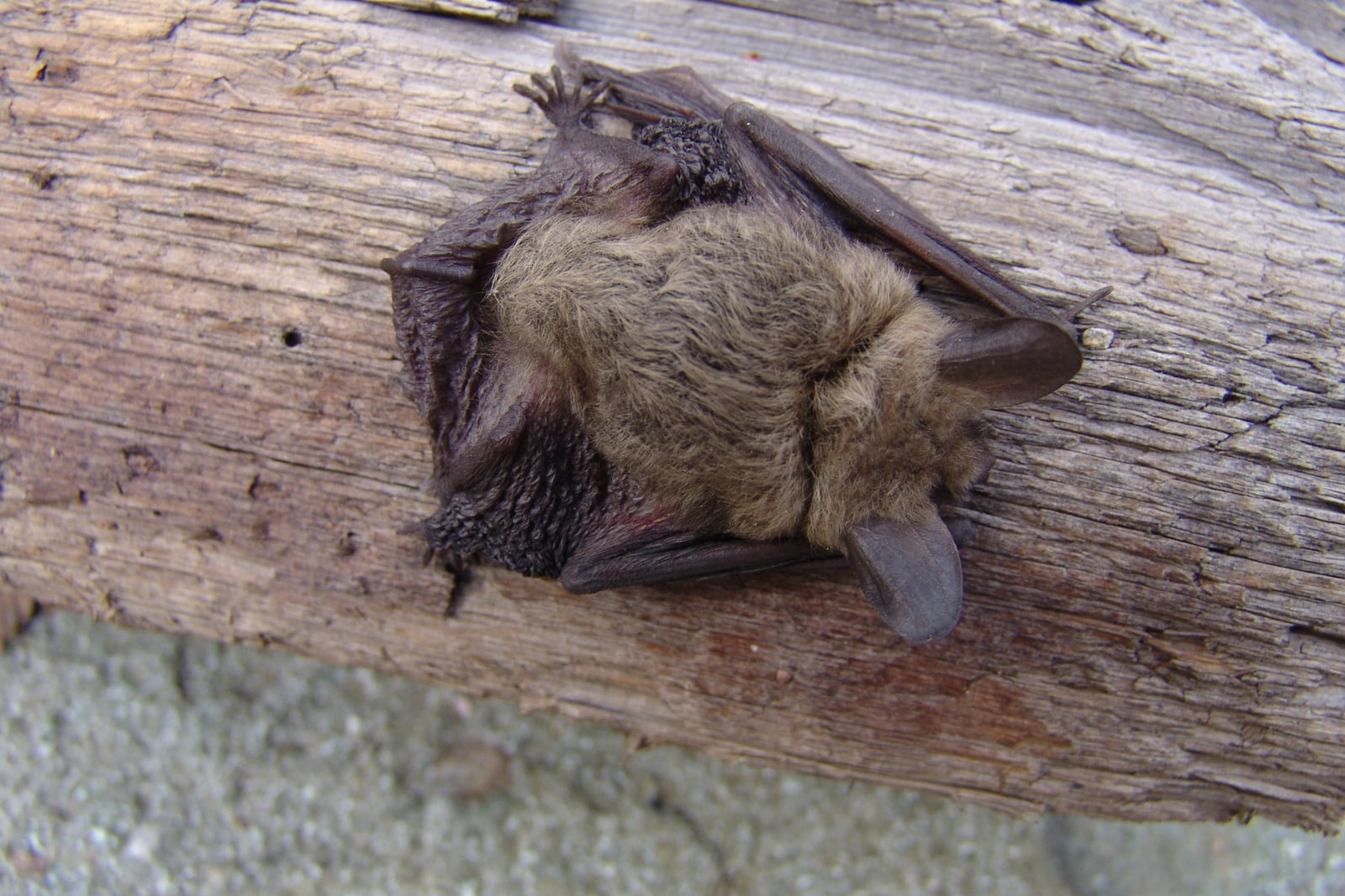 Southwestern myotis roosting on a weathered wooden beam