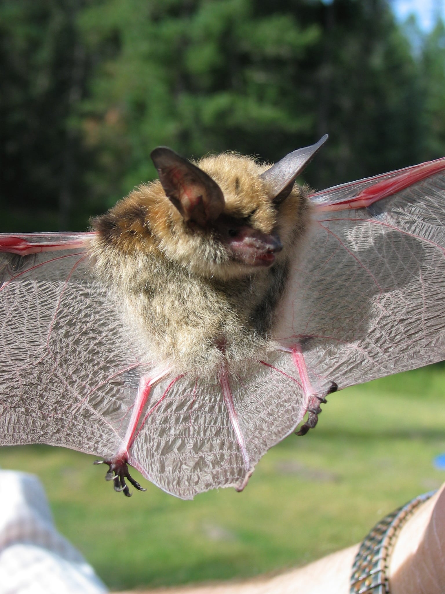Southwestern myotis with wings spread showing their thin flight membranes