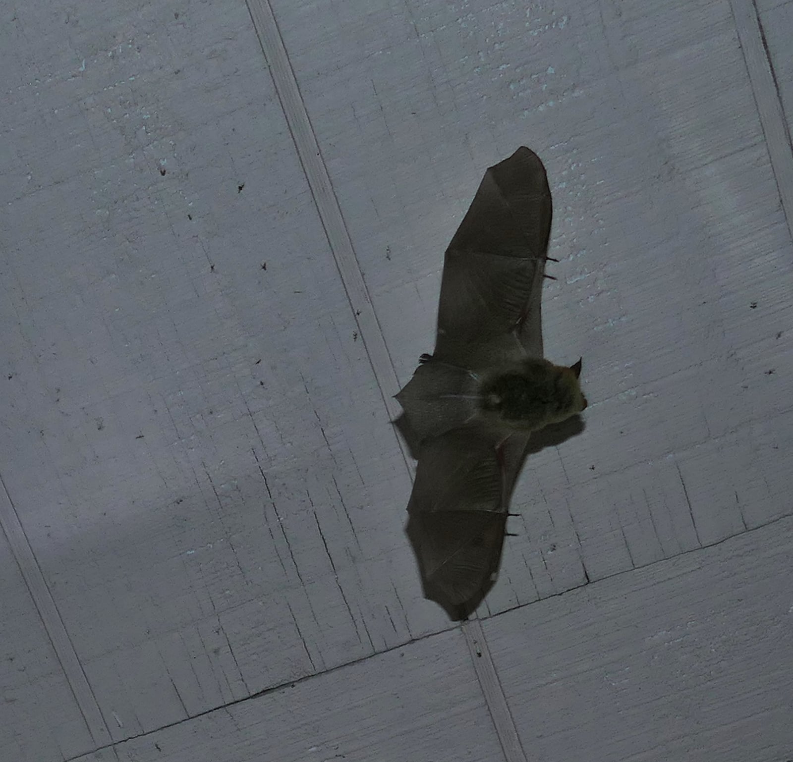 Southwestern myotis in flight beneath a roof overhang