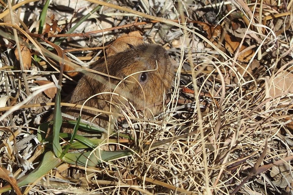 Southwestern Texas pocket gopher (Megascapheus baileyi)