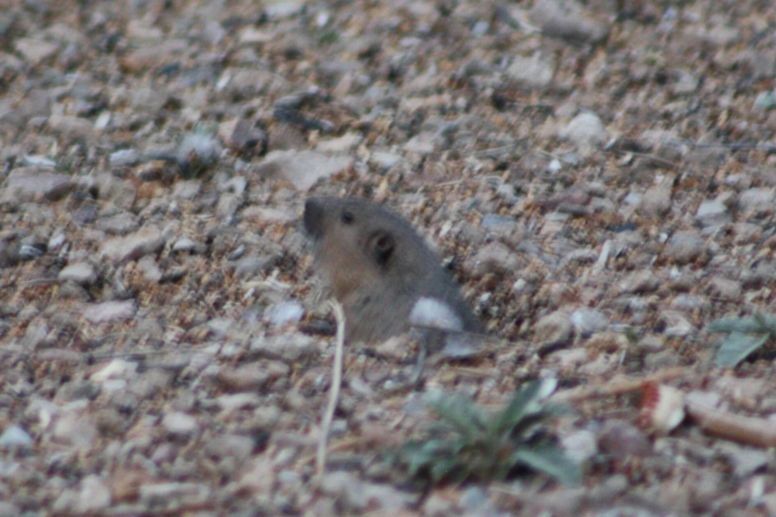 Southwestern Texas pocket gopher (Megascapheus baileyi)