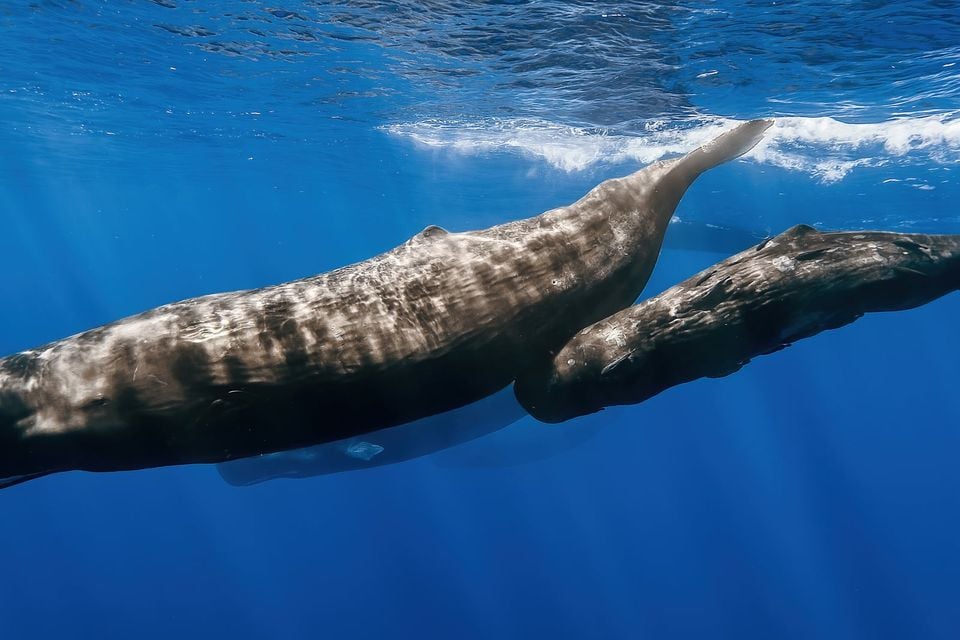 Sperm whale pod recolored