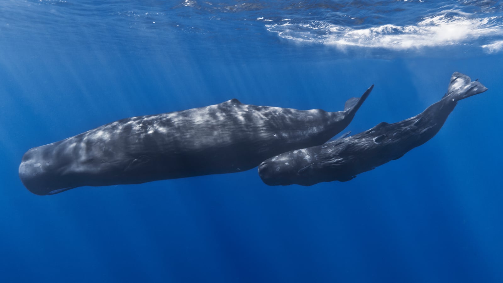 Two sperm whales gliding beneath the surface, sunlight rippling across their mottled backs