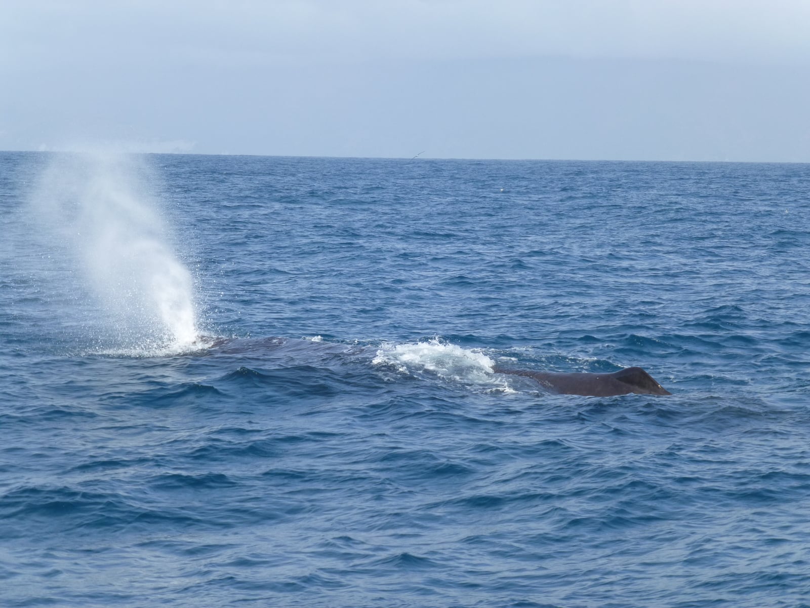 Sperm whale exhaling a forward-angled blow at the surface of the open ocean