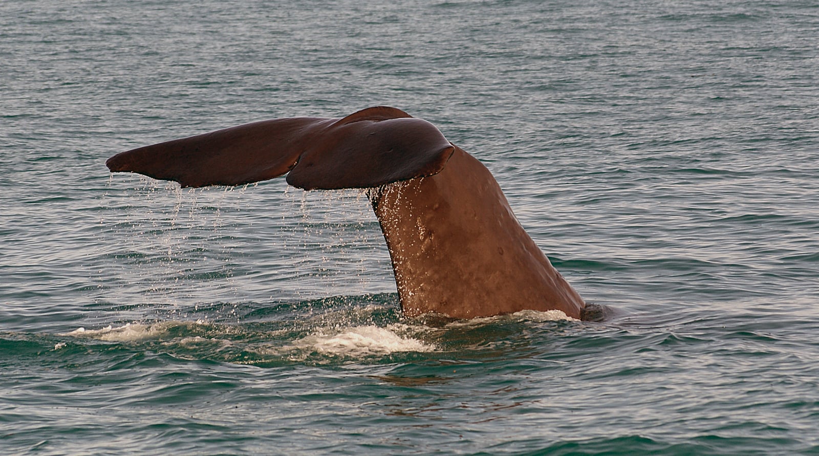 Sperm whale tail fluke raised high out of the water mid-dive, water streaming off