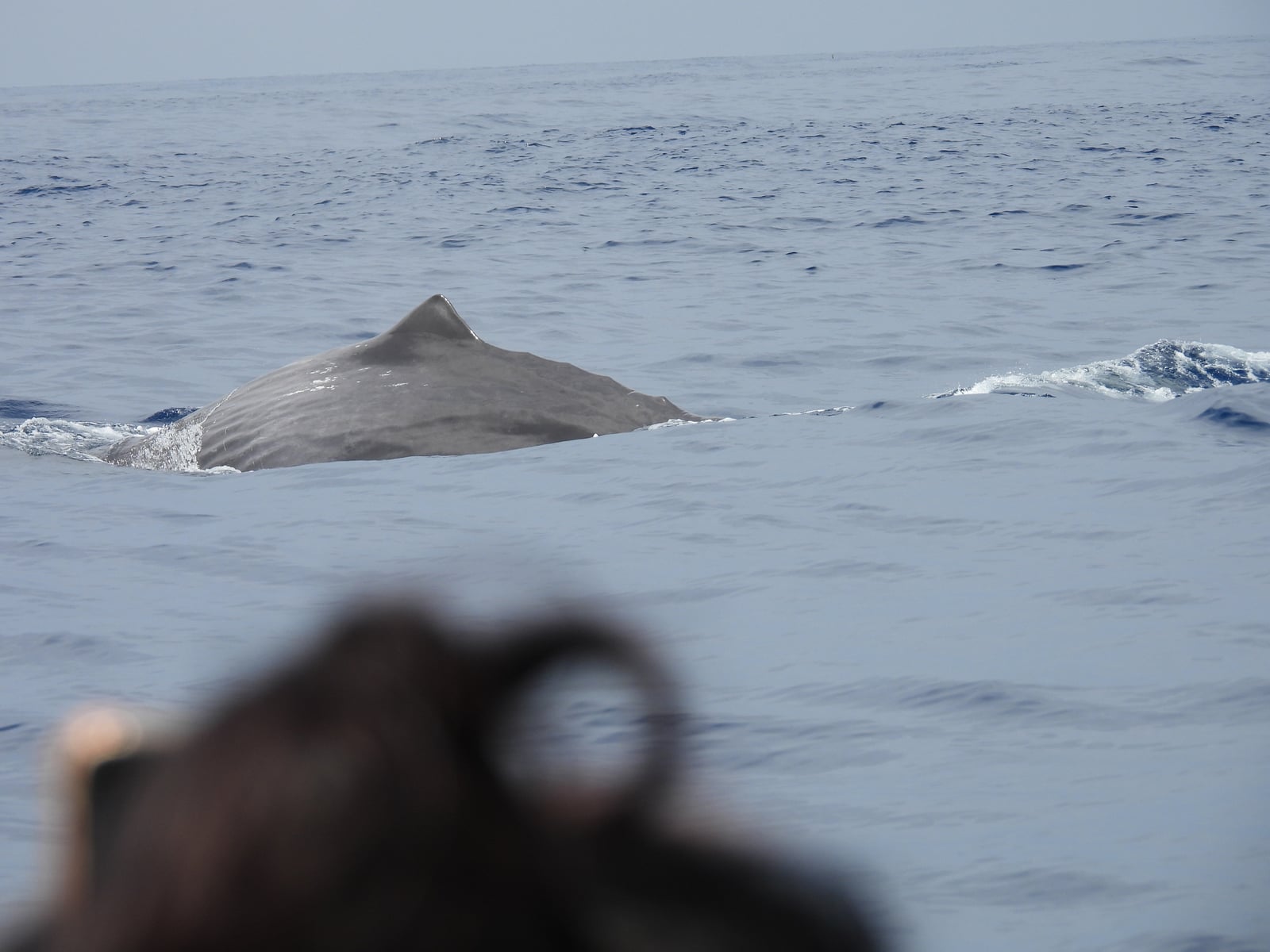 Sperm whale's back and dorsal hump breaking the surface near a whale-watching boat