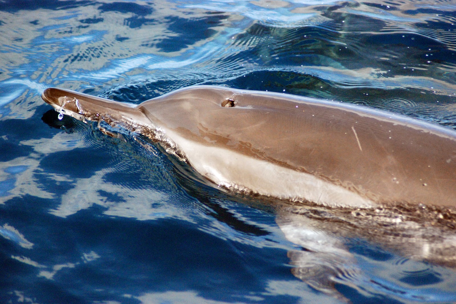 Spinner Dolphin (Stenella longirotris)