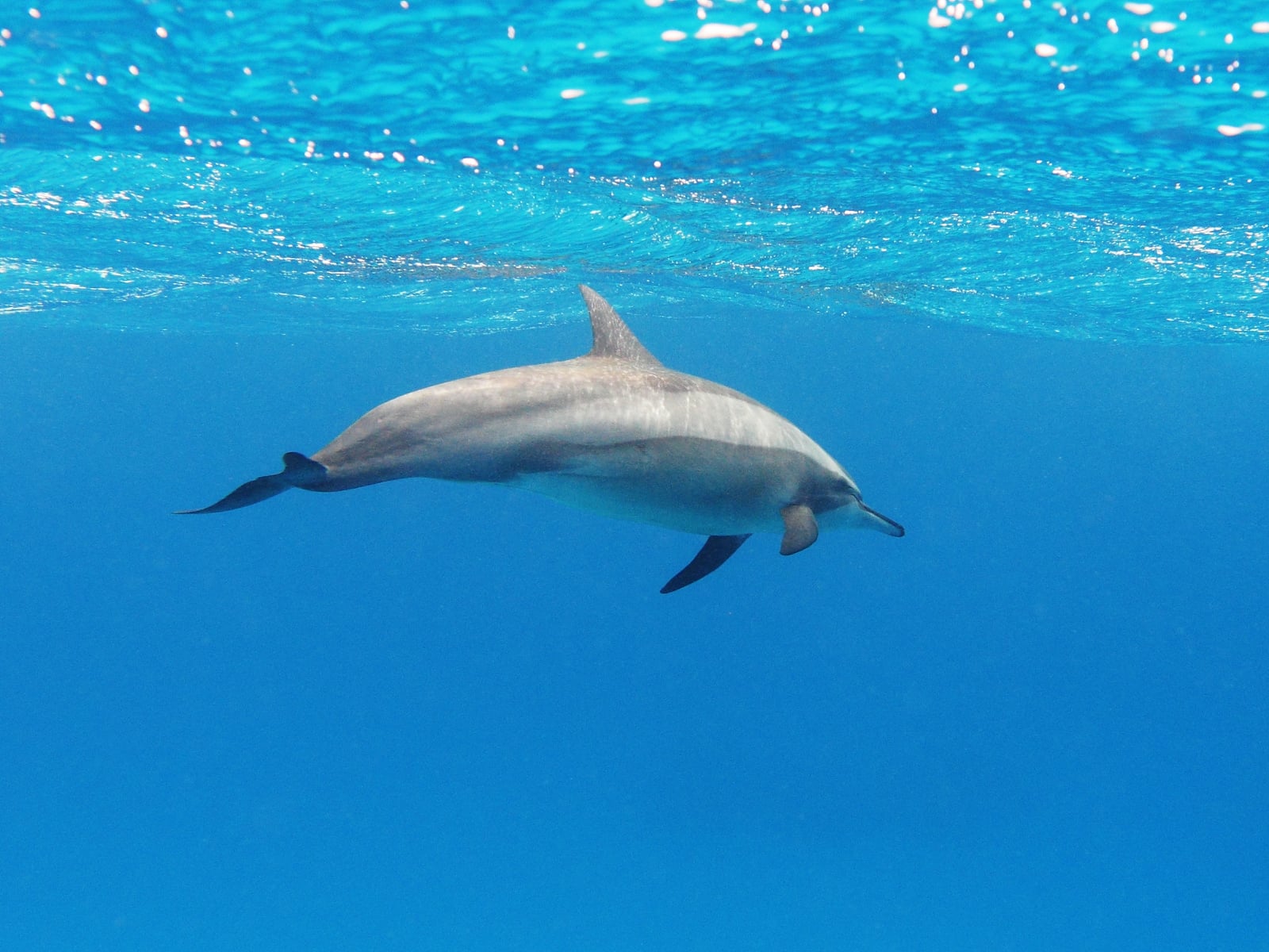 Spinner dolphin swimming just below the surface in clear turquoise water, curved dorsal fin visible