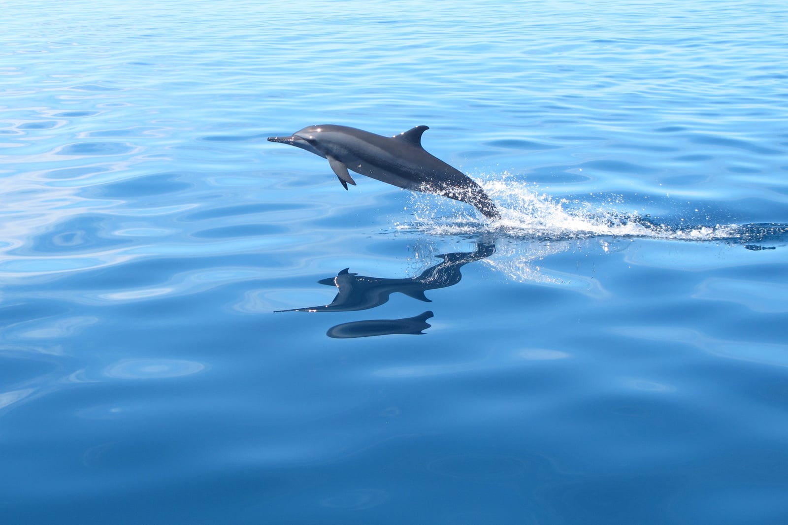 Spinner dolphin leaping clear of calm water with a trailing splash