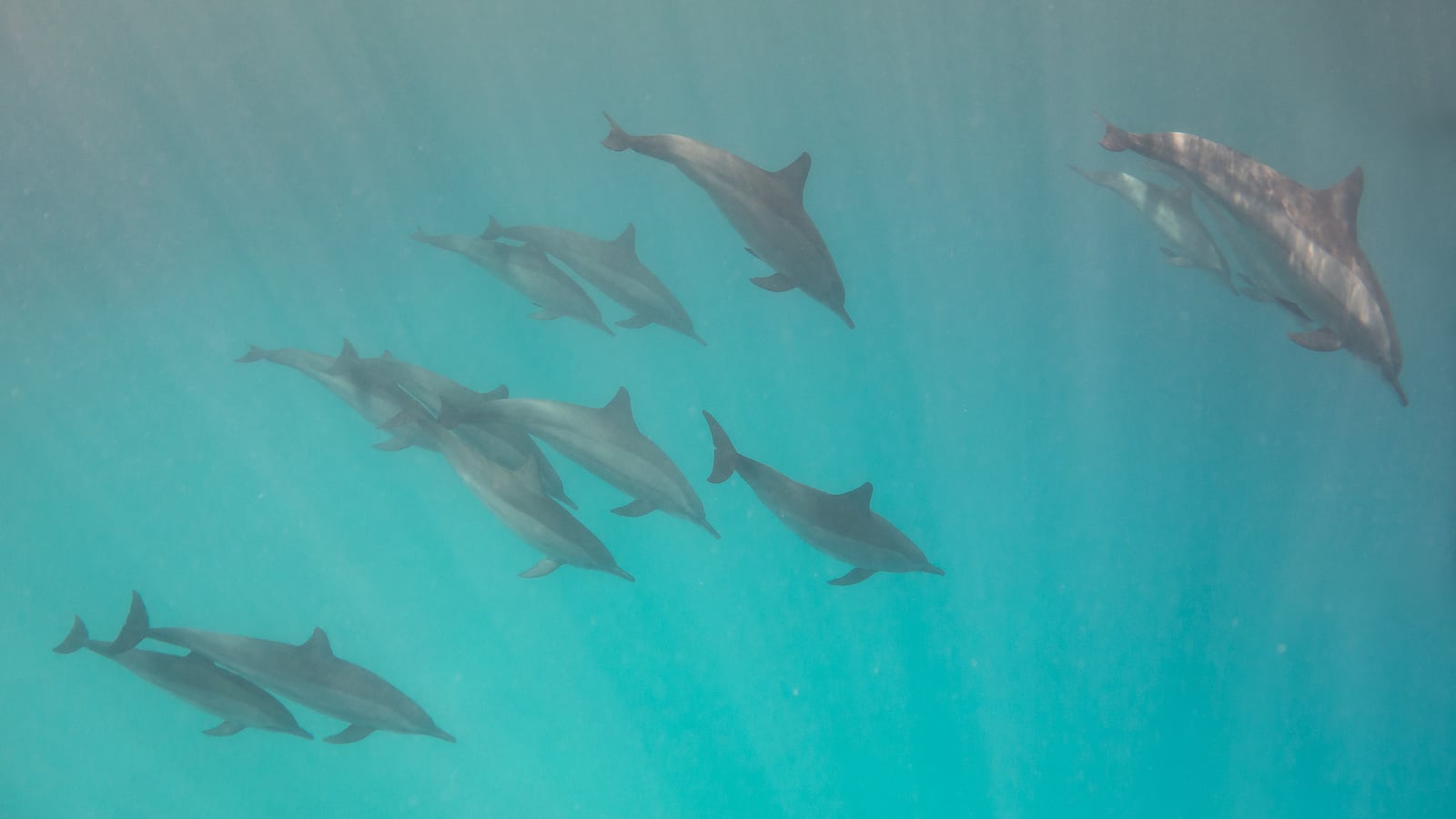 Group of spinner dolphins swimming underwater in a loose pod with sunbeams overhead