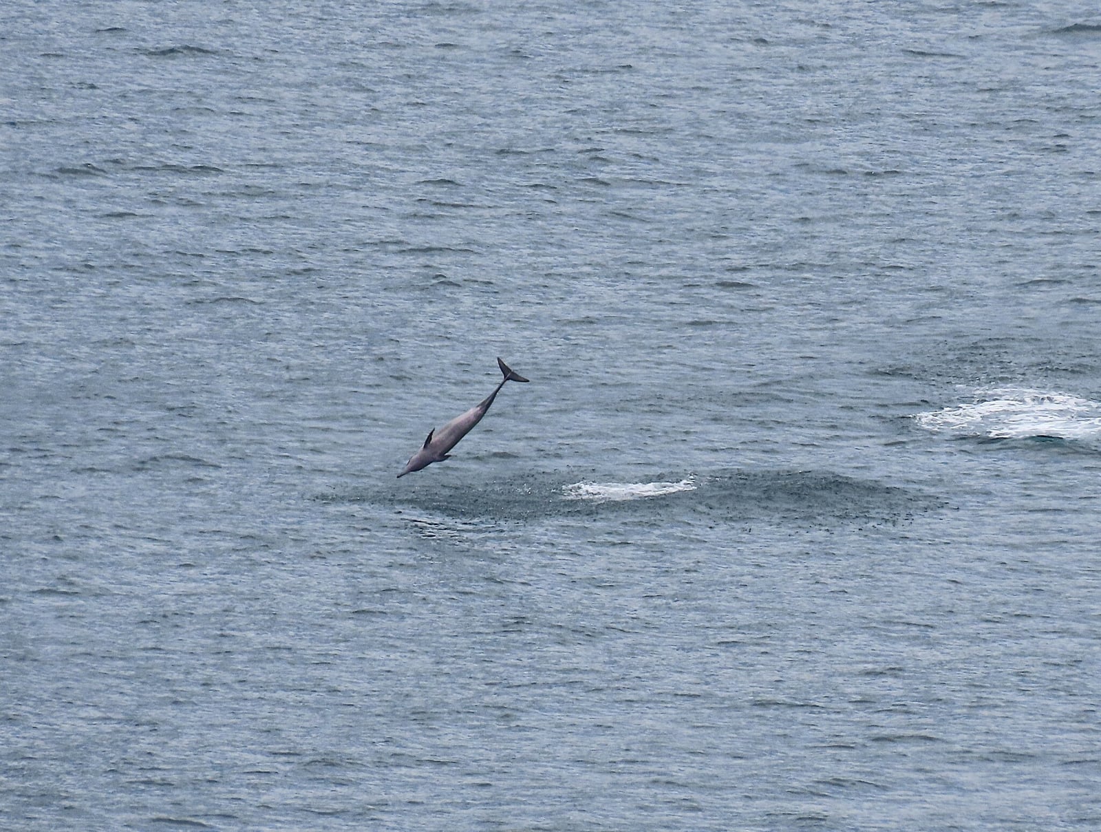 Spinner dolphin mid-air during a leap over calm water with a hazy coastline behind