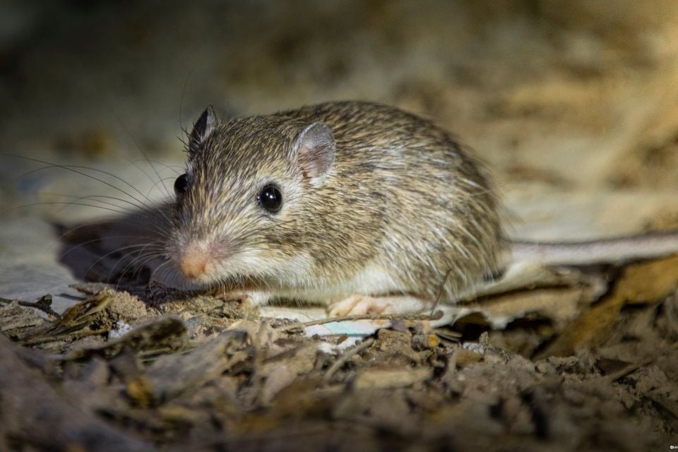 Spiny pocket mouse foraging on leaf litter at night, dark eye and long whiskers visible