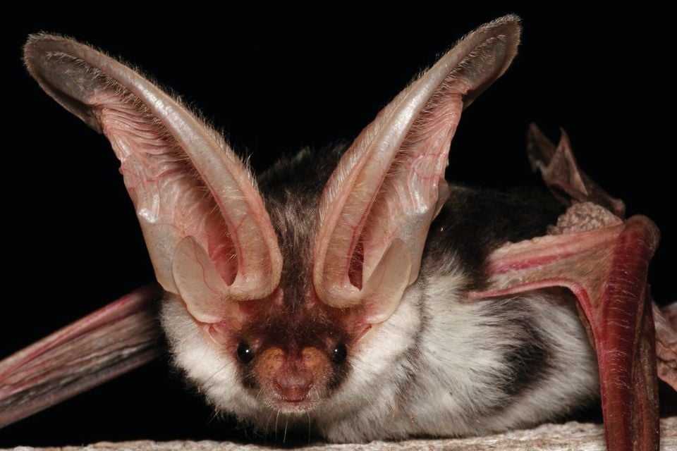 Spotted bat facing forward with huge pale ears and white shoulder patches