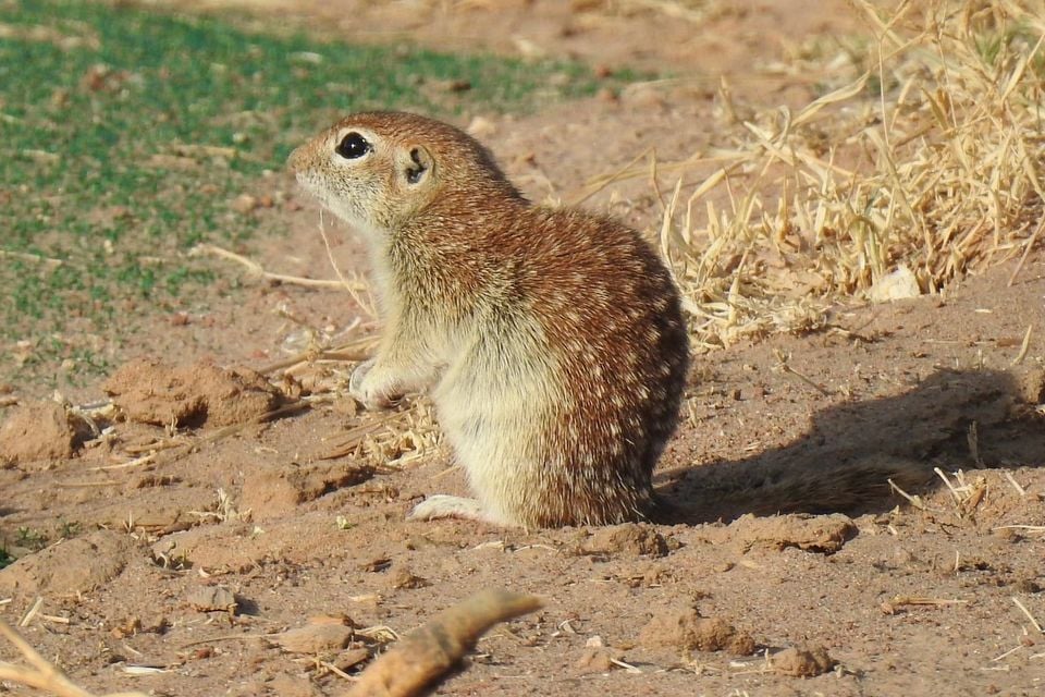 Spotted ground squirrel sitting upright at a burrow entrance, its back covered in scattered white spots