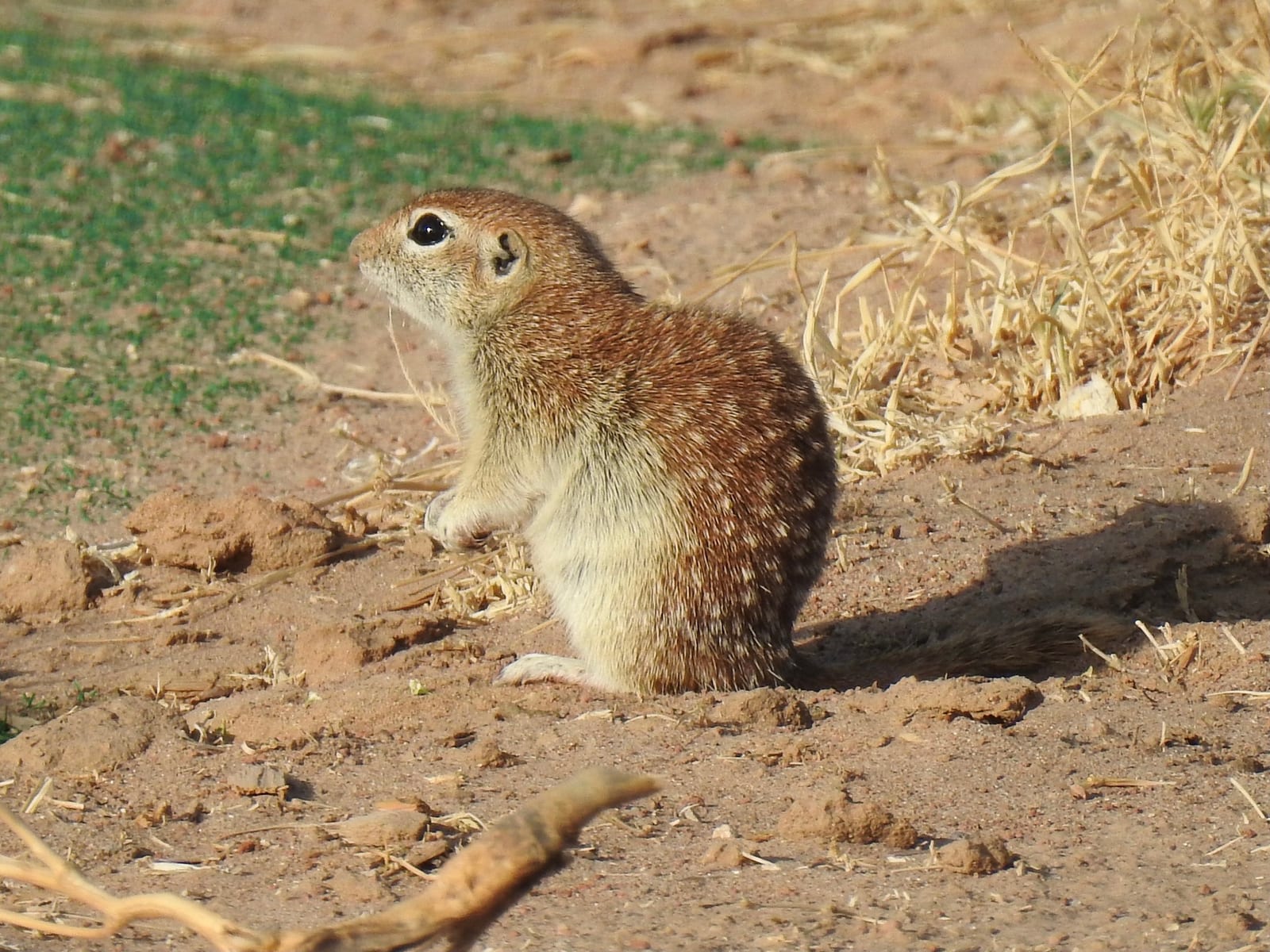 Spotted ground squirrel sitting upright at a burrow entrance, its back covered in scattered white spots
